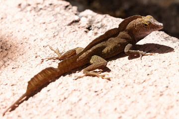 A wild lizard in the U.S. Virgin Islands National Park on the island of St. John.