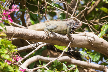 A wild iguana climbing a tree in U.S. Virgin Islands National Park on the island of Saint John.