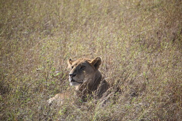 lioness on the grass