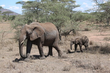 mother and baby elephants