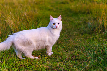 Naklejka na ściany i meble White Cat Standing at Grass