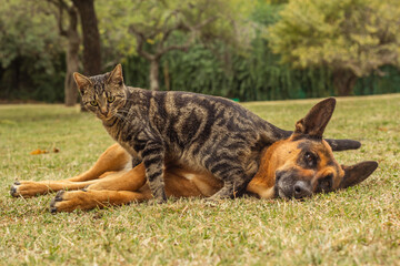  cat and german shepherd dog playing in the park