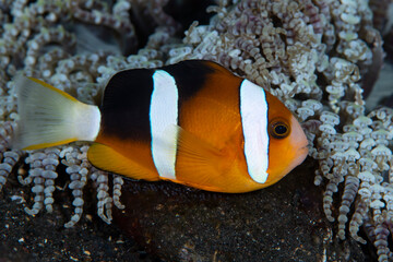 Naklejka na ściany i meble Clownfish - Amphiprion clarkii takes care of eggs. Underwater macro world of Tulamben, Bali, Indonesia.