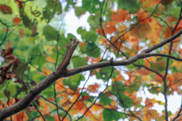 tree branch and autumn leaves in selective focus