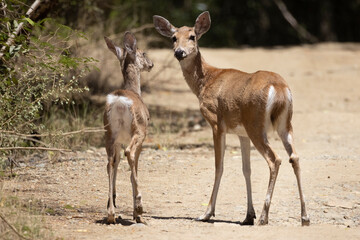 A wild deer wandering the forest in U.S. Virgin Islands National Park on the island of Saint John.