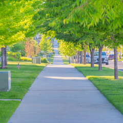 Square Straight concrete pathway along with the columnar trees at Daybreak, South Jordan, Utah