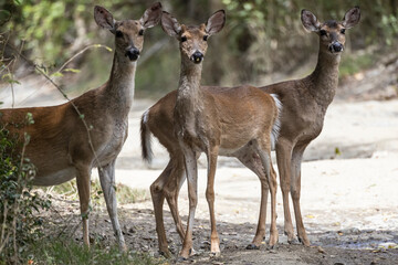 A wild deer wandering the forest in U.S. Virgin Islands National Park on the island of Saint John.