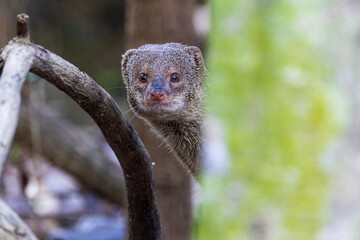 A wild mongoose in the U.S. Virgin Islands National Park.