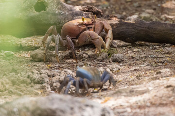 A wild crab on the shores of U.S. Virgin Islands National Park on the island of Saint John.
