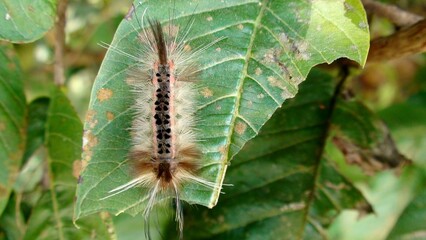 inseto lagarta  larva de borboleta ou mariposa  