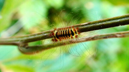 inseto lagarta  larva de borboleta ou mariposa  