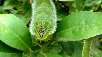 inseto lagarta  larva de borboleta ou mariposa  