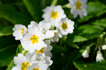 Obraz premium Closeup of white primrose flowers with yellow centers blooming in a spring garden on a sunny day 