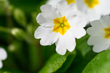 Closeup of white primrose flowers with yellow centers blooming in a spring garden on a sunny day
