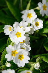 Fototapeta na wymiar Closeup of white primrose flowers with yellow centers blooming in a spring garden on a sunny day 