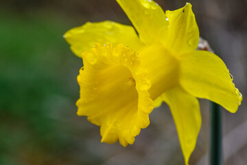 Obraz premium Closeup of a classic bright yellow daffodil covered in rain drops, as a nature background 