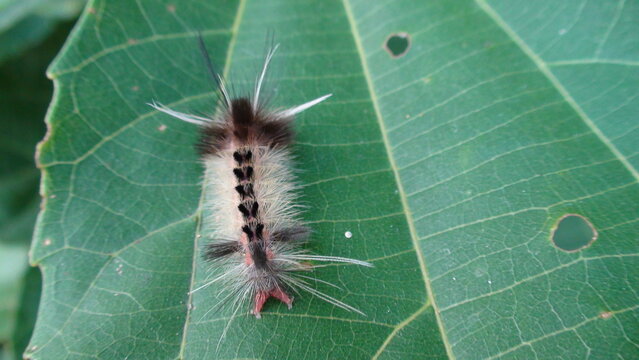 inseto lagarta  larva de borboleta ou mariposa  