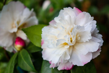 pink and white sasanqua flowers in garden