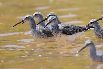 A wild willet by the waters of Virgin Islands National Park on the island of Saint John.