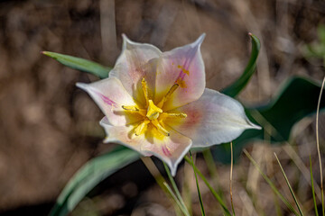 Fantastic beautiful wildflowers. Colorful spring tulips. Close-up. Soft focus