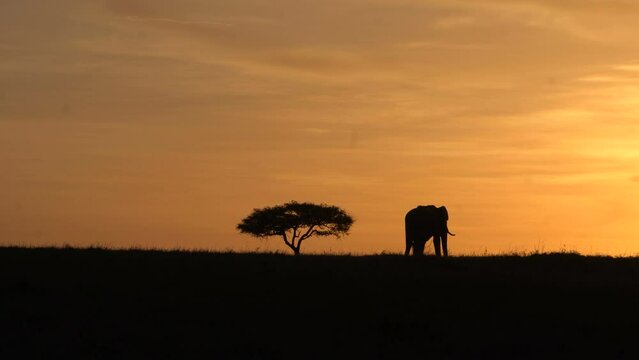  A bull elephant walks away from acacia tree in sunset.
