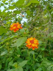 orange flower in the garden