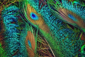 Peacock feather closeup. Peafowl feather. Abstract background. Mor pankh.