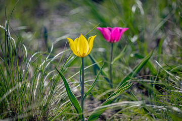 Fantastic beautiful wildflowers. Colorful spring tulips. Soft focus