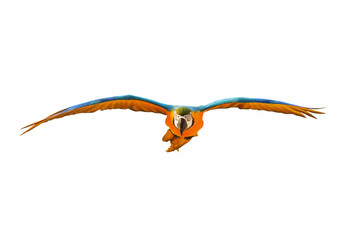 Colorful macaw parrot flying isolated on white.