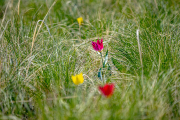 Fantastic beautiful wildflowers. Colorful spring tulips. Soft focus