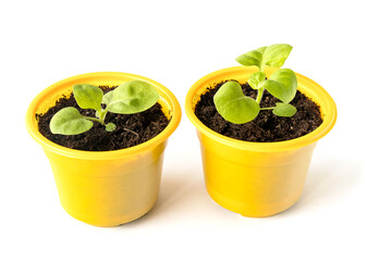 Young fresh seedlings of petunia in yellow plastic containers with soil.