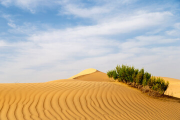Fototapeta na wymiar Desert shrub in the desert, natural landscape during bright sunny day in Abu Dhabi