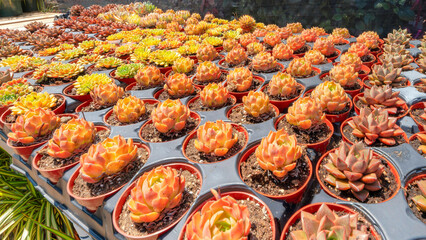 Panorama Organized echeveria with red orange margins on foliage in a pots on trays