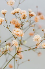 Flowers background.Beige gypsophila flowers or baby's breath flowers close up on gray background selective focus . Copy space. Poster.