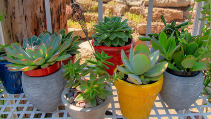 Panorama Different types of succulents in a pot on a white metal rack