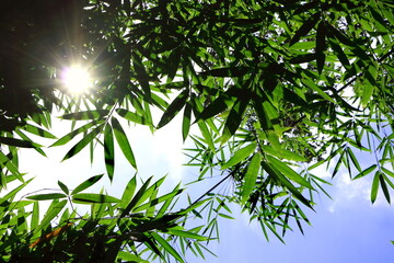 ray of sun shine through green bamboo leaves on blue sky look fresh feeling cool and beautiful