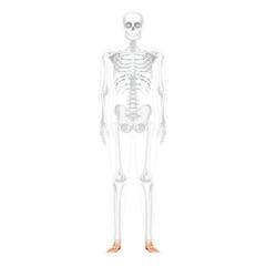 Fototapeta na wymiar Foot and ankle Bones Skeleton Human front Anterior ventral view with partly transparent bones position. Set of realistic flat natural color concept Vector illustration of anatomy isolated on white