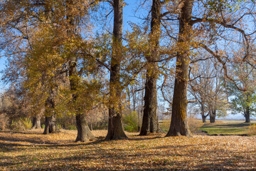 Big old trees with yellow leaves. Colorful autumn landscape.