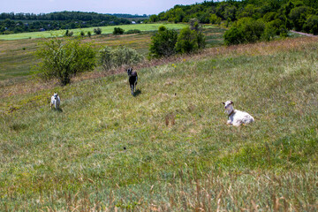 Three pet  goats graze on the lawn