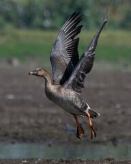 Taiga Bean Goose in flight at Bhigwan in Maharashtra, India