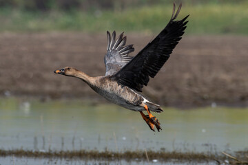 Taiga Bean Goose in flight at Bhigwan in Maharashtra, India