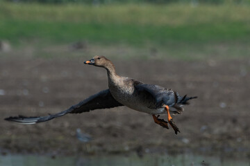 Taiga Bean Goose in flight at Bhigwan in Maharashtra, India