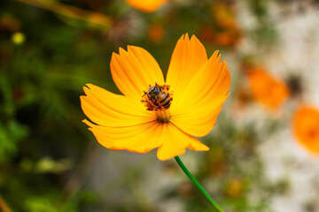 Bee on yellow flower.
Abelha na flor amarela.