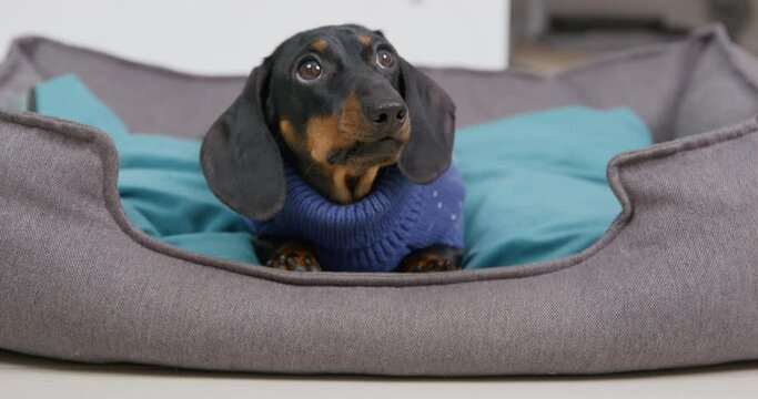 Cute dachshund puppy in knitted sweater lies motionless in a pet bed and looks up with frightened look. Dog was punished for bad behavior and given command not to get up from its place