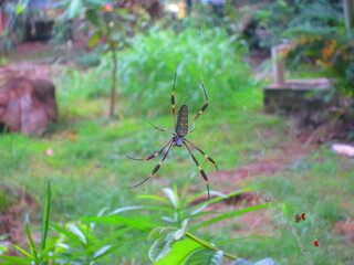 naturaleza Arachnida