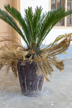 Sago palm lower leaves drying out in a pot