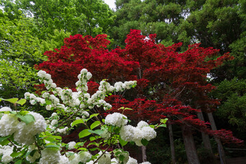 春なのに真っ赤なモミジとオオデマリとの紅白コントラスト