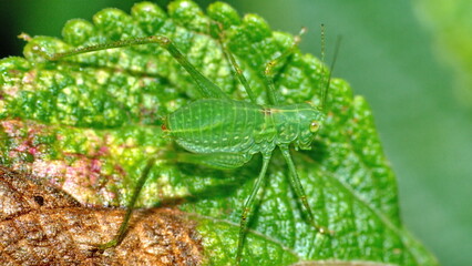 Green katydid on a leaf in Cotacachi, Ecuador