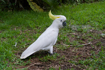 Cockatoo © Chris