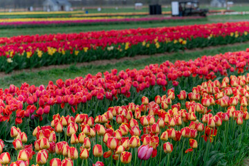 Field of Mixed Colors Tulips in Bloom Background in New Jersey USA. High quality photo
